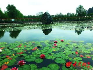 滕州微山湖红荷湿地献礼教师节：免门票+免费体验，五市教师速来！