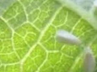 阜阳多部门联手防治“小白虫”