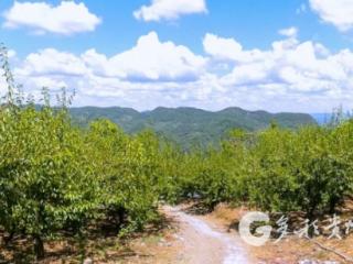 凤冈：李子丰收采摘忙 乡村振兴有“李”量