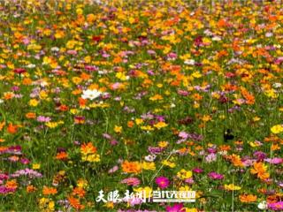 贵阳秋日的第一抹浪漫，十里河滩的格桑花开了