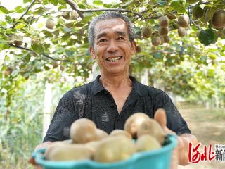 河北广宗：“南果北种”结硕果