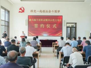 青岛西海岸新区藏马镇土地托管托出乡村振兴新篇章：千亩粮田焕新颜，农旅融合绘蓝图