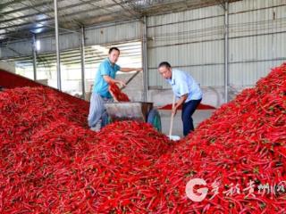 凤冈：一位返乡创业者的“辣味”人生