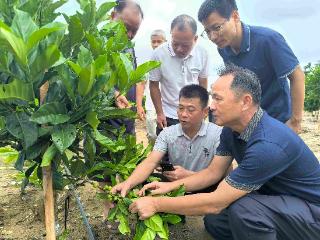 海口琼山红旗镇探索林下套种新模式，党建赋能激发乡村振兴人才新活力