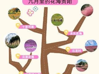 9月贵阳赏花地图｜这些绝美花海，承包你的初秋浪漫！