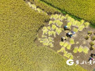 都匀：秋丰收 谷满仓