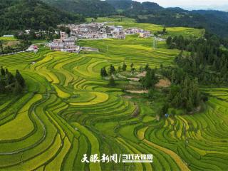 青山调色 稻香入画