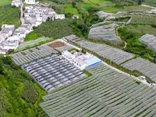 “凉都三宝”产销旺 中山协作金满仓