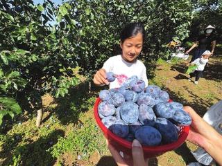 尖草坪区南翟村：西梅成为增收“金招牌”