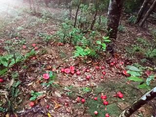 三明大田：“六共”破局结三效 红菇“映红”林改路