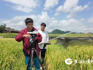 贵大研究生扎根贵定稻田，破解水稻增产的“基因密码”