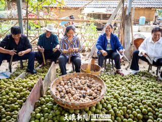 毕节赫章：一颗小核桃 链出14亿