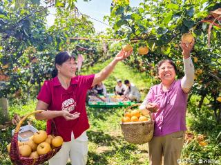 山东乐陵：白露时节果飘香