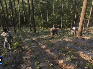 贯彻落实市委六届十次全会精神⑧丨建设全国“两山”转化引领区 打造全国绿色农产品输出地