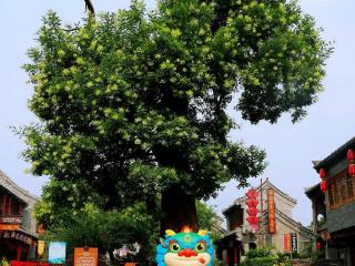爱上潍坊丨从市树市花中研读潍坊