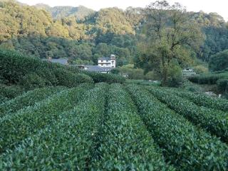 提品质育品牌 浙江为“浙茶出海”量身打造“加速包”