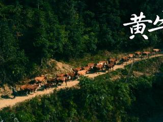 从提篮小卖到优质优价——贵州农产品开启进阶之路