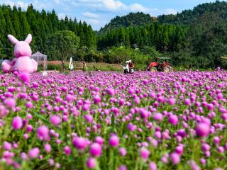 G视觉丨福泉：麦田湾花海 尽享粉黛浪漫