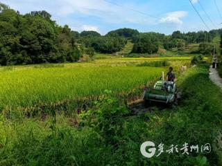 习水县坭坝乡的稻子：还没晒干就被预订一空，游客抢着买