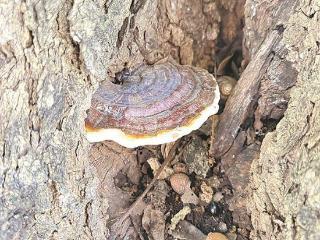 漳州：百年老树 长出双株紫灵芝