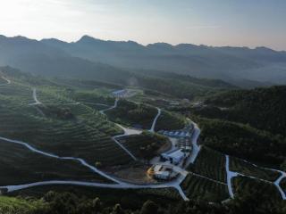 平塘：“税惠”春风润沃土 “黄金果”铺就乡村振兴路
