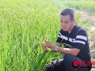 稻香黄河口 | “新农人”张合兴：黄河口盐碱地上的“兴农”答卷