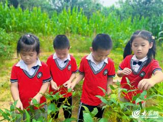 白露至 秋意浓——东营区第三实验幼儿园开展传统文化二十四节气活动之白露