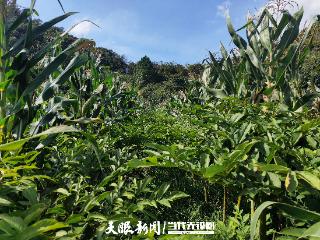 喀斯特山区的“魔芋密码”：科技赋能激活百亿级乡村振兴新动能