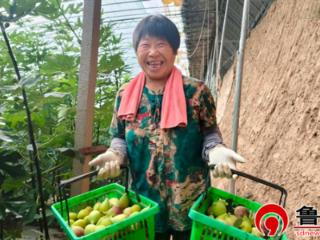 德州市宁津县柴胡店镇：小小无花果，唱响致富经