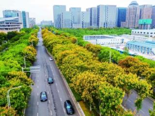 奥体大街：栾树花开诗意浓