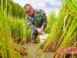 三明泰宁：‌稻香鱼肥喜丰收