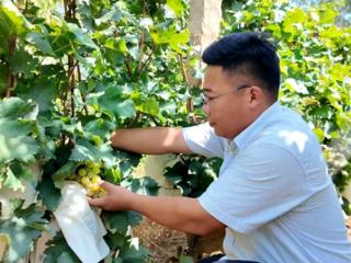 青岛平度王坤懂：携“泽山一号”出圈 让葡萄香飘全国
