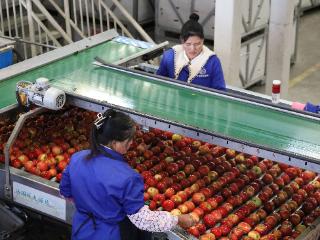 6000吨苹果在树上即售罄 各家收购商涌入分选线上“抢苹果”