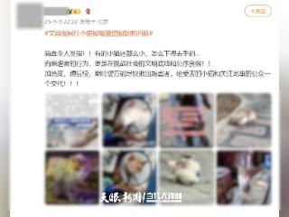 【天眼关注】贵阳“挖眼虐猫”事件现反转，原创者承认用AI编造谣言