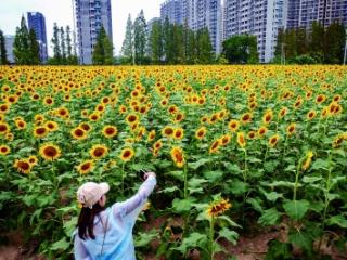 邂逅向日葵花海 金色浪漫满怀