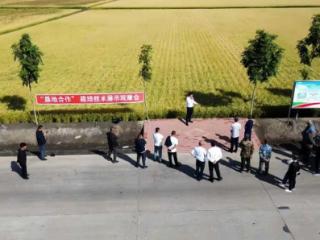 北大荒农业股份新华分公司：垦地合作观摩学习促提升