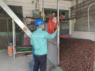国网泰安供电公司：电力满格 栗香四方