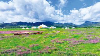 呼伦湖斜茎黄芪：打造北方草原自己的“紫色花海”