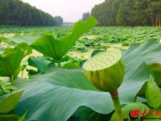 临沂沂河新区治淤疏浚：千年孝河重现风采 十里荷塘生机盎然