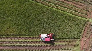 四川省广元市旺苍县：机械化收割助力秋粮“快归仓”