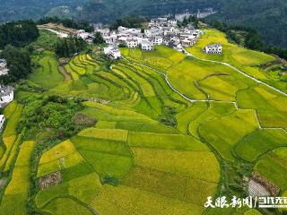 贵阳花溪：石门梯田秋色美