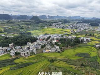 秋染安顺张官村，金色稻浪绘丰收