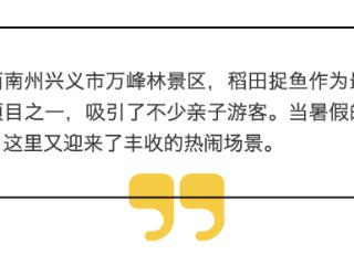 夏捉鱼秋收稻，黔西南万峰林里好“丰”景