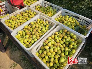 无极：无花果甜蜜飘香 三百亩果园喜迎丰收