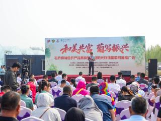 石桥镇特色农产品展销暨首届阳光玫瑰葡萄品鉴推广会成功举办