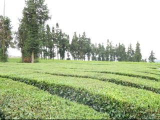 西秀区：机械化采茶提速增效促增收
