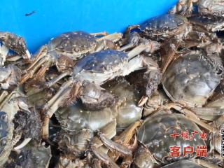 @十堰人，“六月黄”螃蟹已上市，你尝鲜了吗？