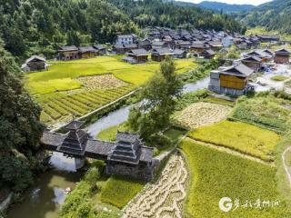 【高清组图】贵州从江：侗乡忙秋收