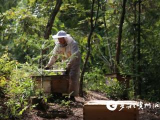 绥阳县诗乡门社区：蜂蜜采收正当时 集体增收有“蜜”诀