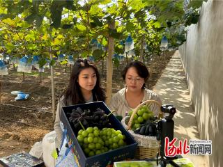 共青团涿鹿县委举办“萄气青年”直播助农活动
